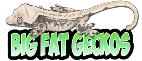 Big Fat Geckos